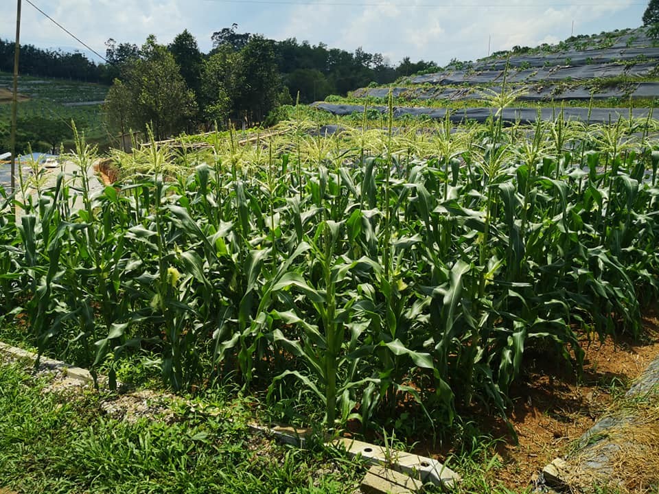 photo of Rasa Pitaya Farm2