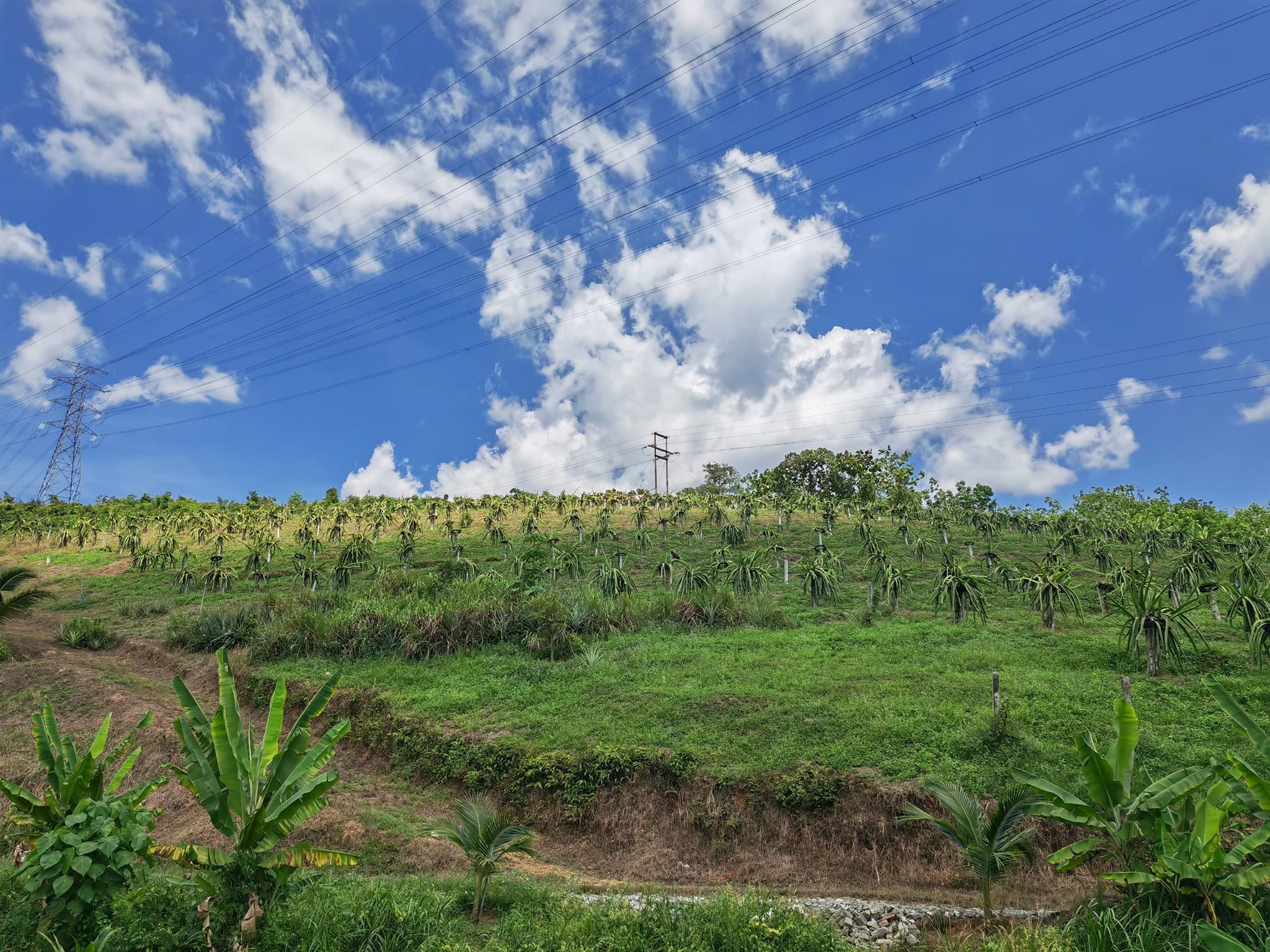 photo of Rasa Pitaya Farm3