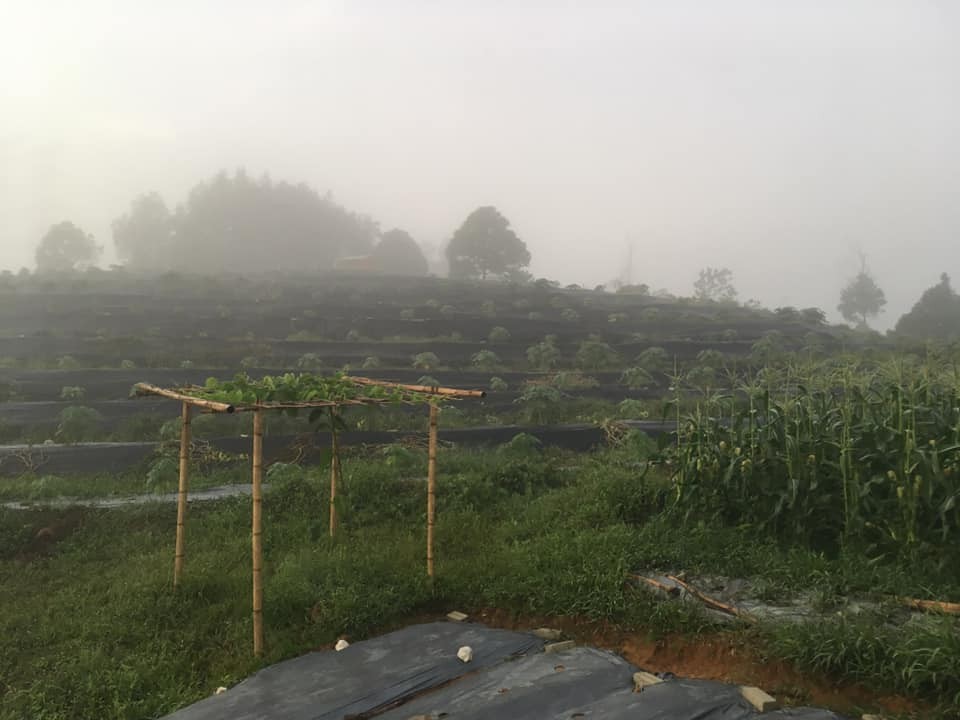 photo of Rasa Pitaya Farm4