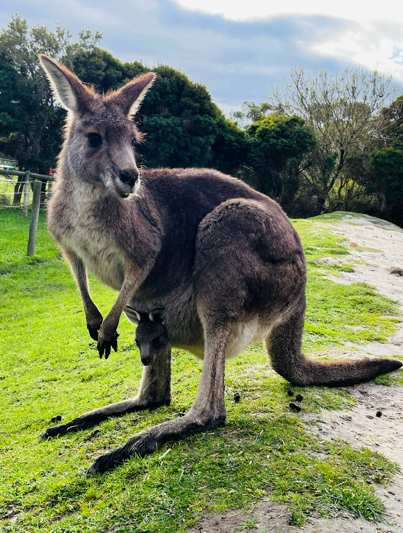 photo of 悠游墨爾本旅遊YoYo Melbourne Tours2