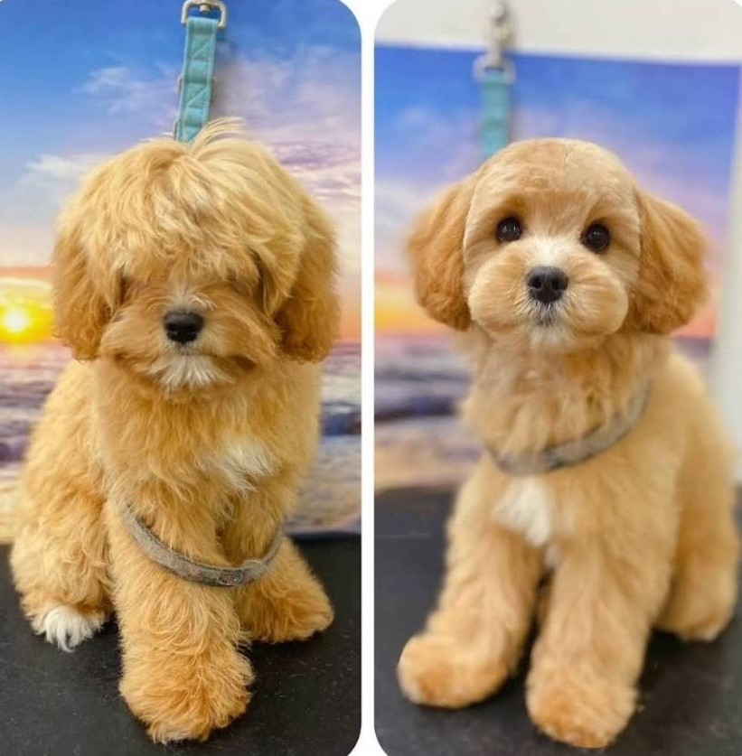 photo of Wooftopia Dog Grooming Salon1