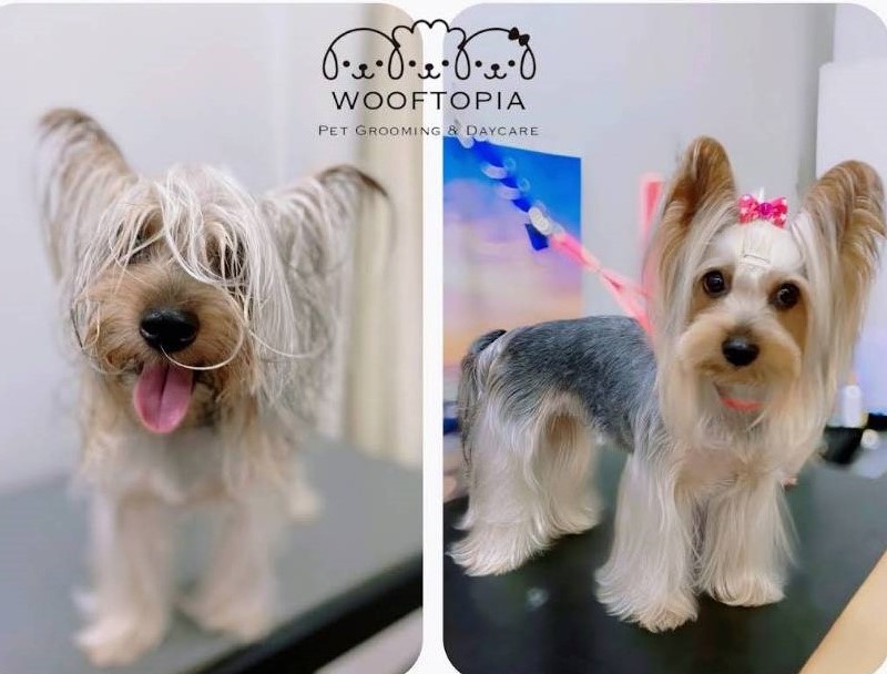 photo of Wooftopia Dog Grooming Salon2