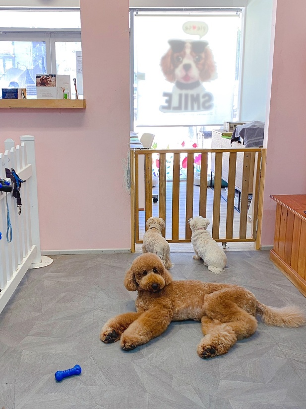 photo of Wooftopia Dog Grooming Salon3