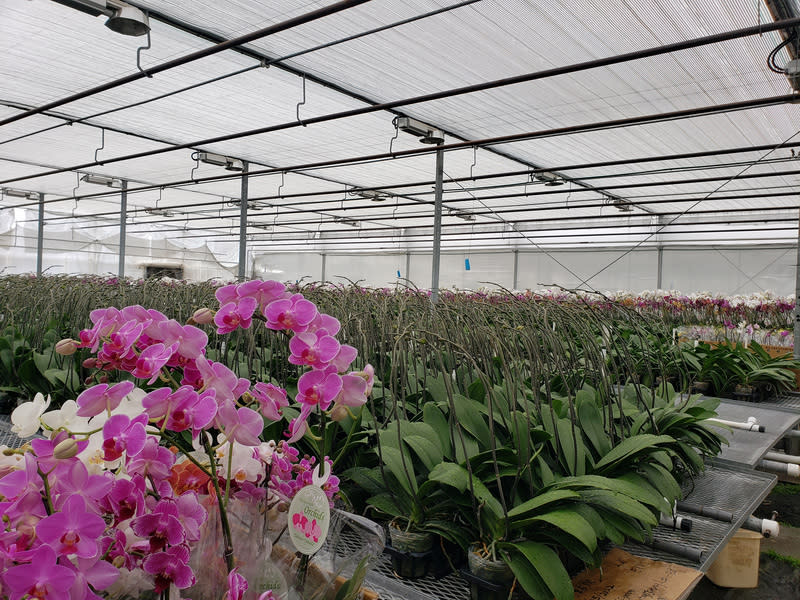 photo of Taisuco Canada Agriculture Corp. （臺糖蘭花園區）2